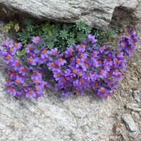 Alpen-Leinkraut (Linaria alpina) | 14.07.2010 | 14:30 Uhr