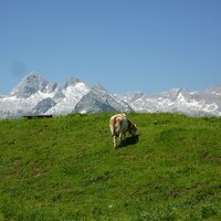 Birnhorn | 30.06.2012 | 10:12 Uhr