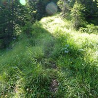 Der Steig durch den Wald immer oben auf dem Rücken | 15.08.2012 | 10:22 Uhr