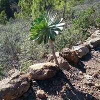 Aeonium urbicum | 20.12.2013 | 14:58 Uhr