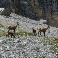 Gämsen im Schlauchkar | 01.08.2014 | 11:53 Uhr