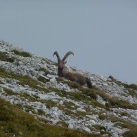 Steinbock | 14.09.2014 | 13:11 Uhr