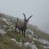 Steinbock | 14.09.2014 | 14:50 Uhr