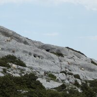 Plattenkletterziegen | 05.06.2016 | 13:41 Uhr