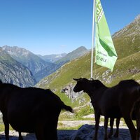 Ziegen an der Greizer Hütte | 26.08.2016 | 12:49 Uhr