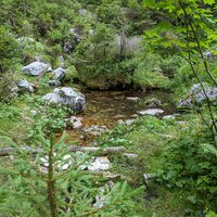 Im Wald ist es schön | 09.08.2020 | 17:18 Uhr