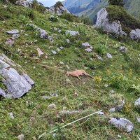 Ein im Weidezaun umgekommenes Reh | 31.07.2022 | 19:42 Uhr