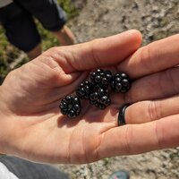 Brombeeren | 03.10.2023 | 10:52 Uhr