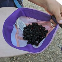 Brombeeren | 01.09.2024 | 11:56 Uhr